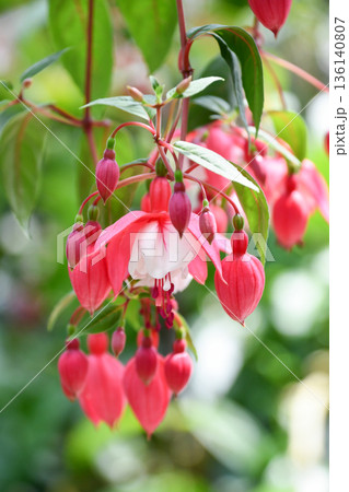 フクシア「ハンナ・レッド・ウィズ・ホワイト」 136140807