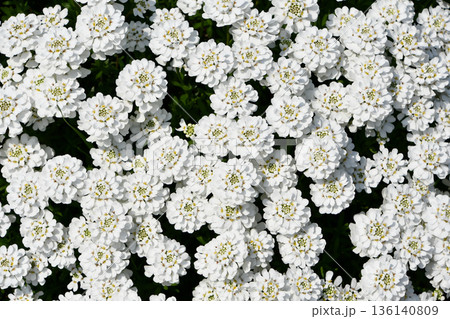 トキワナズナ　Bluets 136140809