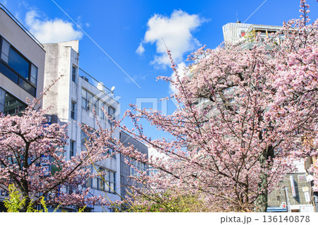 静岡県熱海市 あたみ桜 糸川遊歩道 2月上旬 静岡県熱海市 あたみ桜 糸川遊歩道 2月上旬 136140878