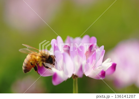 レンゲの花に密を集めるためにとまるミツバチ 136141207