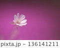 一面に咲くピンクの花の中の小さな白い花 136141211