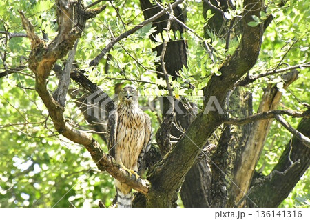 オオタカ ヒナ 木に掴まる オオタカ ヒナ 木に掴まる 136141316