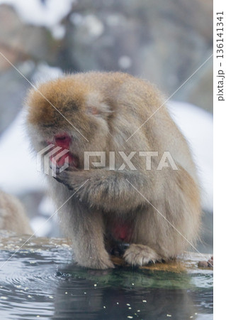スノーモンキー～地獄谷野猿公苑～(山ノ内町-長野県) 136141341