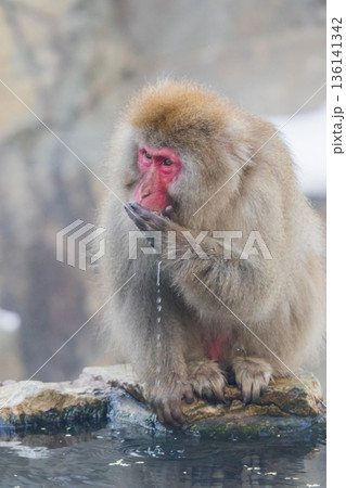スノーモンキー～地獄谷野猿公苑～(山ノ内町-長野県) 136141342