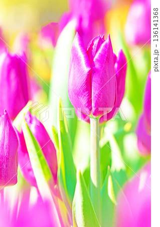 家の周りの草花 四季の色々 植物園の花壇に美しい早咲きのチューリップの花が咲きました 家の周りの草花 四季の色々 植物園の花壇に美しい早咲きのチューリップの花が咲きました 136141368