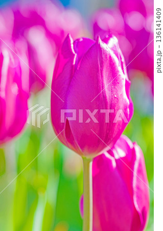 家の周りの草花 四季の色々 植物園の花壇に美しい早咲きのチューリップの花が咲きました 家の周りの草花 四季の色々 植物園の花壇に美しい早咲きのチューリップの花が咲きました 136141409