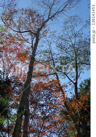 秋も深まったある日、急に山に行きたくなって登山用具を取り出し、車を走らせて奥日光に向かった。 秋も深まったある日、急に山に行きたくなって登山用具を取り出し、車を走らせて奥日光に向かった。 136141453
