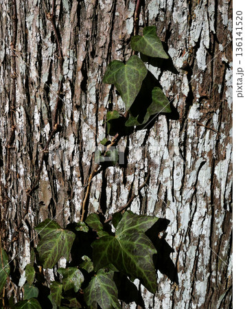 冬枯れの森の散歩。陽だまりが優しい。マムシグサが朱色の実を付けたまま倒れていた。 冬枯れの森の散歩。陽だまりが優しい。マムシグサが朱色の実を付けたまま倒れていた。 136141520