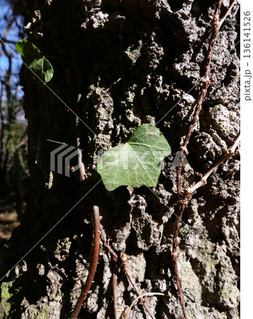 冬枯れの森の散歩。陽だまりが優しい。マムシグサが朱色の実を付けたまま倒れていた。 136141526