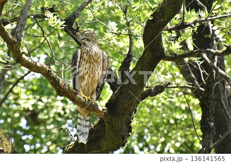 オオタカ ヒナ 木に掴まる オオタカ ヒナ 木に掴まる 136141565