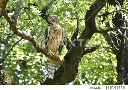 オオタカ ヒナ 木に掴まる オオタカ ヒナ 木に掴まる 136141566