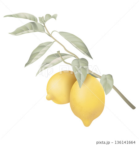 Fresh lemons with leaves on white 136141664
