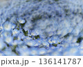 渦を巻くように一面に咲く青いネモフィラ 136141787