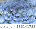 渦を巻くように一面に咲く青いネモフィラ 136141788