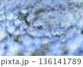 渦を巻くように一面に咲く青いネモフィラ 136141789