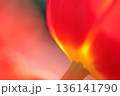 赤いチューリップの輪郭に光が差して光っている 136141790
