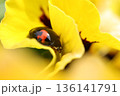 黄色いパンジーの花びらの中で一休みするテントウムシ 136141791