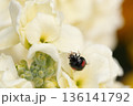 白い花の上のテントウムシ 136141792