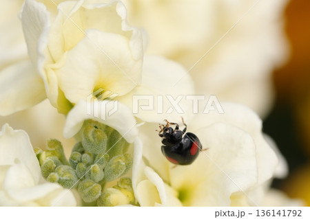 白い花の上のテントウムシ 白い花の上のテントウムシ 136141792