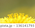 満開のタンポポのおしべのクローズアップ 136141793