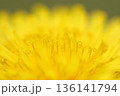 満開のタンポポのクルクルしたおしべのクローズアップ 136141794