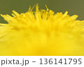 満開のタンポポのクローズアップ 136141795