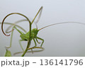 草のつるの先にとまる小さなバッタ 136141796