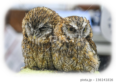 スピックスコノハズク 136141816