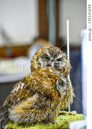 スピックスコノハズク スピックスコノハズク 136141848