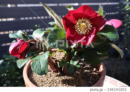 赤いクリスマスローズの花 136141852