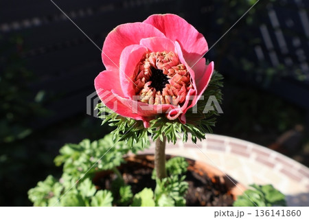 ピンクの八重咲きアネモネもも 136141860