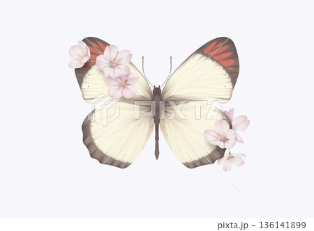 Colotis antevippe butterfly decorated with Somei Yoshino sakura flowers Colotis antevippe butterfly decorated with Somei Yoshino sakura flowers 136141899
