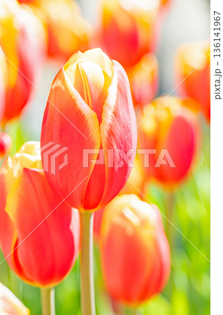 家の周りの草花　四季の色々　植物園の花壇に美しい早咲きのチューリップの花が咲きました 136141967