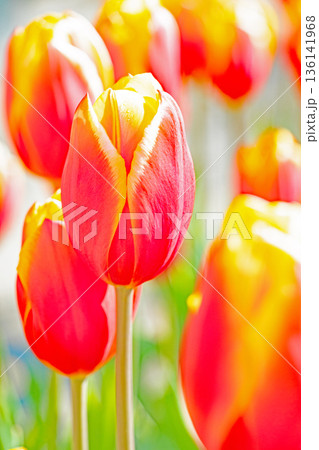 家の周りの草花　四季の色々　植物園の花壇に美しい早咲きのチューリップの花が咲きました 136141968