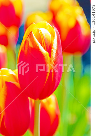 家の周りの草花　四季の色々　植物園の花壇に美しい早咲きのチューリップの花が咲きました 136141975