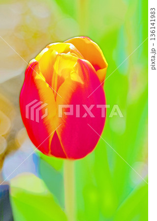 家の周りの草花　四季の色々　植物園の花壇に美しい早咲きのチューリップの花が咲きました 136141983