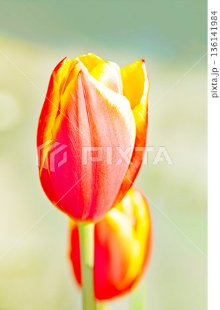 家の周りの草花　四季の色々　植物園の花壇に美しい早咲きのチューリップの花が咲きました 136141984