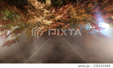 ライトアップされた紅葉 136141999