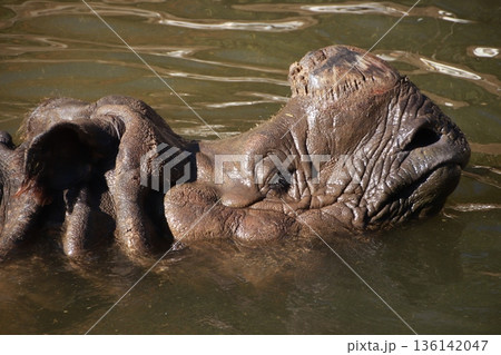 動物園で飼育されているインドサイ 136142047