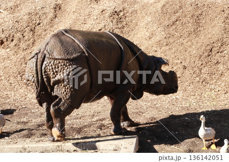 動物園で飼育されているインドサイ 136142051