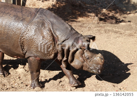 動物園で飼育されているインドサイ 動物園で飼育されているインドサイ 136142055