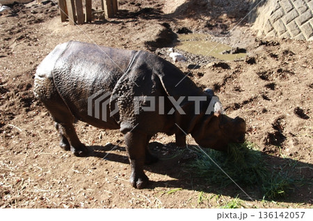 動物園で飼育されているインドサイ 136142057