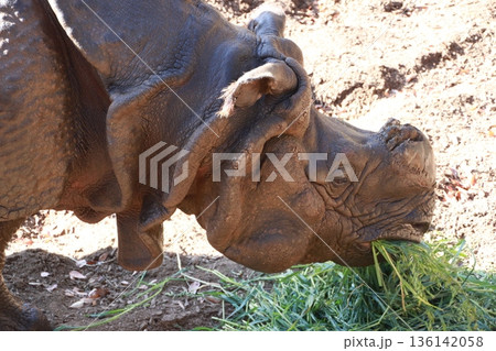動物園で飼育されているインドサイ 動物園で飼育されているインドサイ 136142058