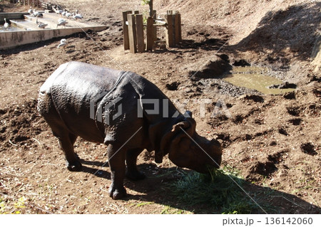 動物園で飼育されているインドサイ 動物園で飼育されているインドサイ 136142060