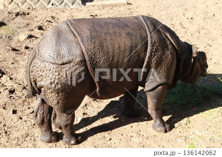 動物園で飼育されているインドサイ 136142062