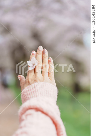 Woman tourist sightseeing and holding Sakura petal. Cherry Blossom in Spring season, happy traveler travel in Kajo Park, Yamagata prefecture, Tohoku, Japan. famous Landmark for Travel and Vacation 136142294