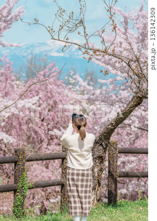 Woman tourist sightseeing Sakura Cherry Blossom in Spring, happy traveler travel in Tendo Park or Maizuru Park in Yamagata prefecture, Tohoku, Japan. famous Landmark for Travel and Vacation Woman tourist sightseeing Sakura Cherry Blossom in Spring, happy traveler travel in Tendo Park or Maizuru Park in Yamagata prefecture, Tohoku, Japan. famous Landmark for Travel and Vacation 136142309