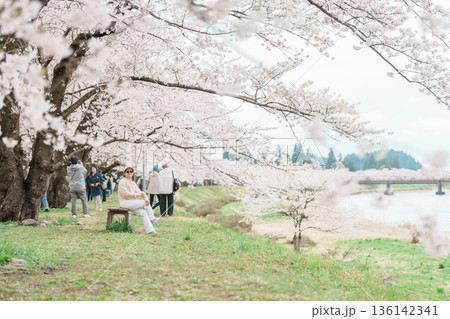 Woman tourist sightseeing Sakura Cherry Blossom in Spring. Happy traveler travel near Hinokinai River riverbank in Kakunodate town, Semboku District, Akita Prefecture, Japan. Landmark and Vacation 136142341
