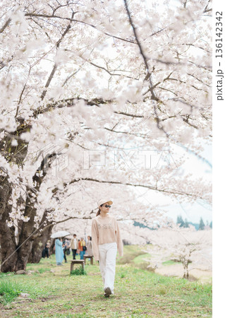Woman tourist sightseeing Sakura Cherry Blossom in Spring. Happy traveler travel near Hinokinai River riverbank in Kakunodate town, Semboku District, Akita Prefecture, Japan. Landmark and Vacation 136142342