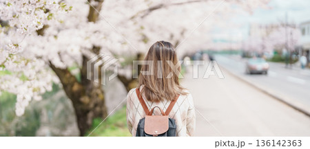 Woman tourist sightseeing Hirosaki Castle park with Sakura Cherry Blossom in Spring, traveler travel in Hirosaki city, Aomori, Tohoku, Japan. Landmark famous in Japan. Travel and Vacation destination 136142363